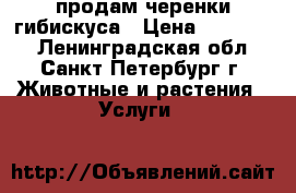 продам черенки гибискуса › Цена ­ 200-500 - Ленинградская обл., Санкт-Петербург г. Животные и растения » Услуги   